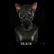 IN STOCK - Bigglesworth Black Cat