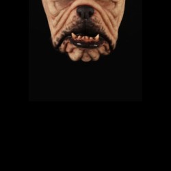Bulldog Cloth Face Mask